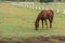 A brown Thai horse grazes the grass in a farm.