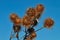 Brown thistles