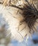 Brown thistles in winter