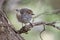 Brown Thornbill - Acanthiza pusilla  passerine bird found in eastern and south-eastern Australia, including Tasmania, feeds on