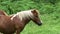 A brown thoroughbred horse grazes on a summer farming pasture