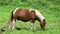 A brown thoroughbred horse grazes on a summer farming pasture