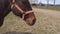 Brown thoroughbred horse licks after lounging. The horse breathes rapidly and sticks out his tongue.