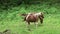 A brown thoroughbred horses grazes on a summer farming pasture with grass