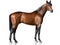 The brown thoroughbred stallion standing on white background