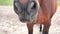 The brown thoroughbred turns his head, looks closely at the camera, and then begins to lick.