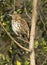 Brown Thrasher