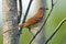 Brown Thrasher