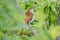 Brown Thrasher bird in Blue Ridge Mountains, North Carolina