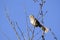 Brown Thrasher bird singing in a tree, Georgia USA