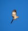 Brown Thrasher coming in to land