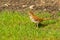 A Brown Thrasher stands looking for food