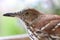 Brown Thrasher staring at you.