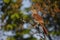 Brown Thrasher (Toxostoma rufum rufum)