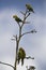 Brown throated Conure in tree