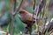 Brown-throated fulvetta or Ludlow`s fulvetta Fulvetta ludlowi spotted in Mishmi Hills