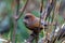 Brown-throated fulvetta or Ludlow`s fulvetta Fulvetta ludlowi spotted in Mishmi Hills