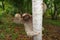 Brown-throated sloth climbs on a tree