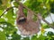 Brown throated sloth in the jungle