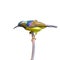 Brown-throated Sunbird