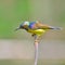 Brown-throated Sunbird