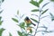 Brown-throated sunbird ,bird perching over flower as background