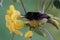 A brown-throated sunbird is looking for nectar in yellow alamanda flowers.