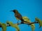 Brown-throated Sunbird on thorny branch