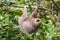 Brown-throated three-toed sloth Bradypus variegatus in the wild, forest of Costa Rica, Latin America