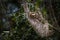 Brown throated tree toed sloth in climbing up a tree