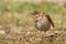 Brown thrush bird Turdus philomelos