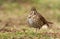 Brown thrush bird Turdus philomelos