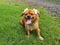 A brown Tibetan Spaniel named Luna who likes to smile in front of the camera