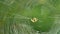 Brown tiger-colored crusader spider weaves a web with its paws on a tree in the summer against a background of green