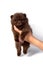 Brown tiny Pomeranian puppy in hand on white background