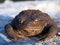 Brown toad