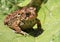 Brown toad / frog on a green leaf