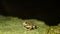 The brown toad moves through the forest area at night. Amphibian in summer in its natural habitat. Night life of small