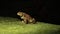 The brown toad moves through the forest area at night. Amphibian in summer in its natural habitat. Night life of small