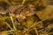 Brown toad swimming in water