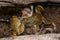 Brown toads frogs in a water stream, Oman