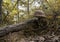 Brown toadstool on autumn forest floor