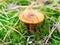 Brown toadstool in green moss with pine needles in forest, macro