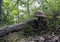 Brown toadstool on summer forest floor