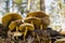 Brown toadstools in forest