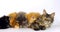 Brown Tortie Blotched Tabby, blue Blotched Tabby and Cream Blotched tabby and Brown Blotched Tabby Maine Coon, Domestic Cat, Femal