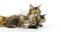 Brown Tortie Blotched Tabby Maine Coon and Blue Blotched Tabby maine Coon, Domestic Cat, Female and Kitten laying against White Ba