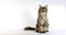 Brown Tortie Blotched Tabby Maine Coon, Domestic Cat, Female against White Background