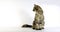 Brown Tortie Blotched Tabby Maine Coon, Domestic Cat, Female sitting against White Background,