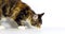 Brown Tortie Blotched Tabby and White Maine Coon Domestic Cat, Female Smelling against White Background, Normandy in France,